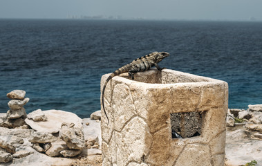 Fototapeta premium Isla Mujeres Iguana