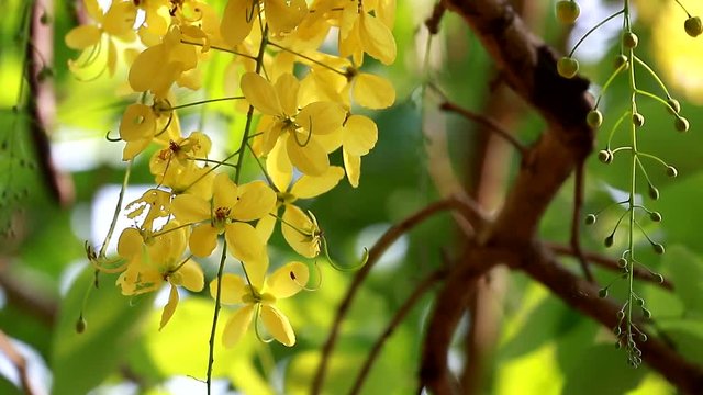 Golden Shower Tree (Cassia fistula)