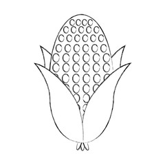 cob corn isolated icon vector illustration design