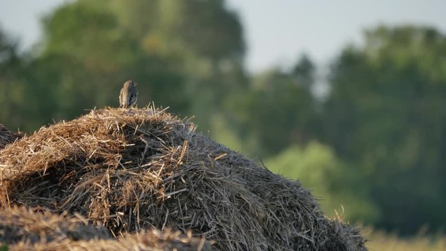 Small birds on the meadow. Lark in its natural environment.