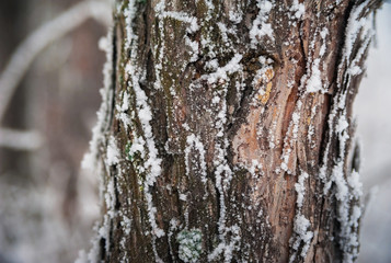 Beautiful winter snow-covered forest, Saratov, Russia. Firs, birches in the snow, branches of trees and frost. Texture of tree bark in winter