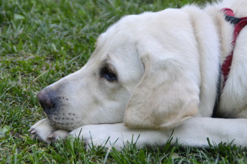 Labrador