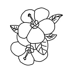 Plumeria - vector illustration sketch hand drawn with black lines, isolated on white background