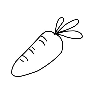 carrot - vector illustration sketch hand drawn with black lines, isolated on white background