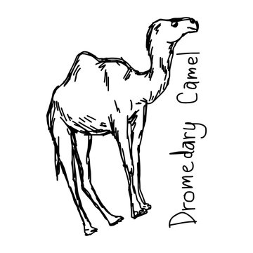Dromedary camel - vector illustration sketch hand drawn with black lines, isolated on white background
