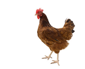 brown hen isolated on white, copy space