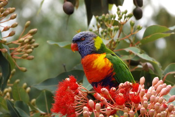 Rainbow Lorikeet bird of Eastern Australia