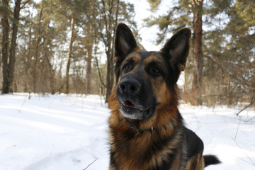 Dog german shepherd in the forest