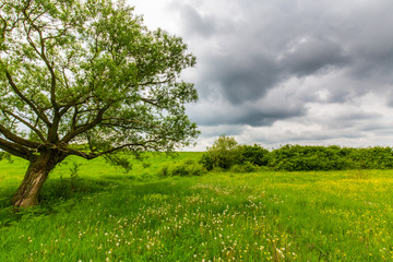 Lonely tree in a meadow with yellow flowers and storm clouds