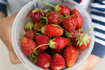 the bucket of strawberries
