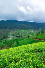 Tea plantation