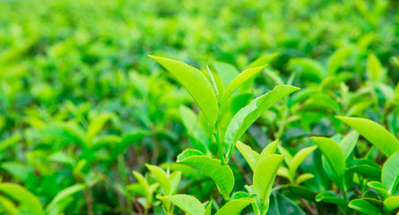 Tea plantation . Nature background