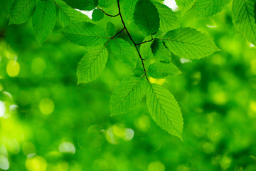 Fototapeta na wymiar reen leaves on the green backgrounds