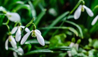 First snowdrops in a forest on spring