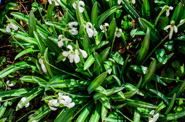 First snowdrops in a forest on spring