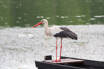 White stork hunting fish in the pond