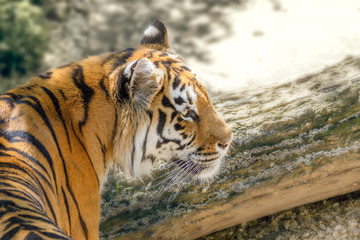 Fototapeta na wymiar wild animal striped predator amur tiger
