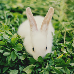 White Bunny Rabbit
