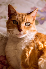 Ginger cat on bed