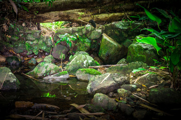 forest,tree,water green