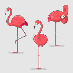 Set of pink flamingos bird in different poses