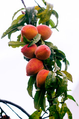 Peaches on a Tree