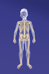 Skeleton, illustration