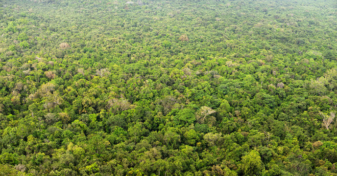 Fototapeta Top view of forest