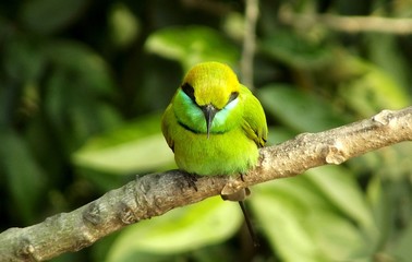 cute green bird among the greenery