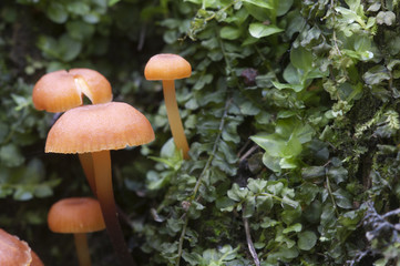 Flammulina velutipes mushrooms