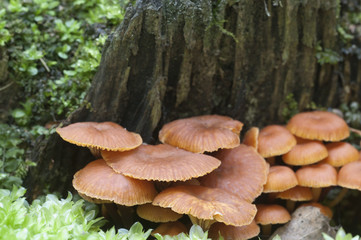 Flammulina velutipes mushrooms