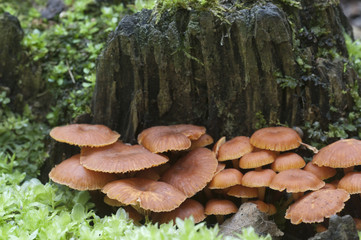 Flammulina velutipes mushrooms