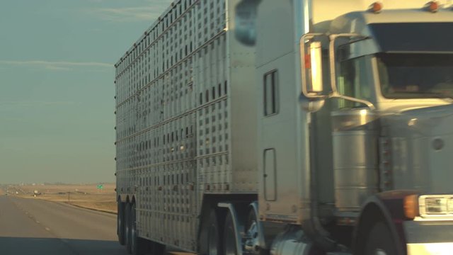 CLOSE UP: Freight cattle container semi truck transporting live animals driving along the scenic country highway across vast prairie Great Plains on sunny golden light morning. Cattle road transport