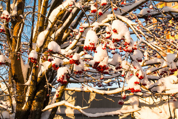 Rowan tree with red berries in a village
