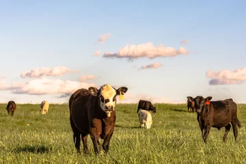 Door stickers Cow Stocker cattle in rye grass pasture - horizontal