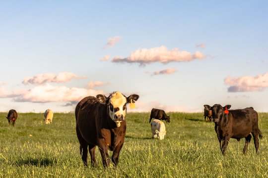 Stocker cattle in rye grass pasture - horizontal