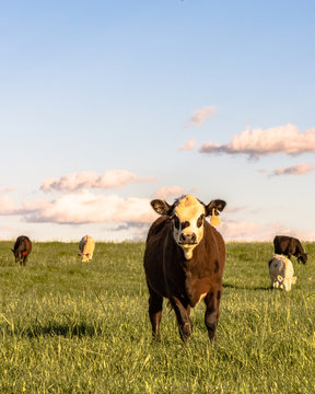 Stocker cattle in rye grass pasture - vertical