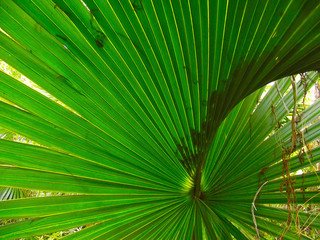 Palm Leaf