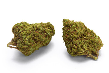 Close up of blueberry cheese medical marijuana strain on white background