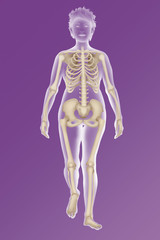 Skeleton, illustration