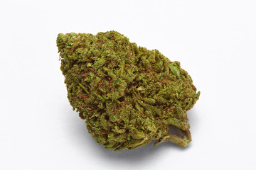 Close up of blueberry cheese medical marijuana strain on white background