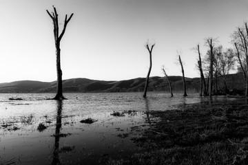 Naked trees on the lake