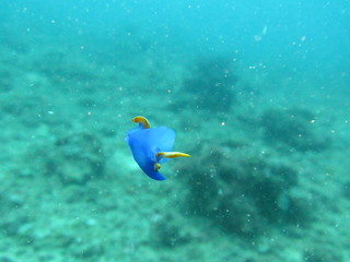 Fototapeta na wymiar 沖縄の海の中の生物ウミウシ　ムラサキウミコチョウ