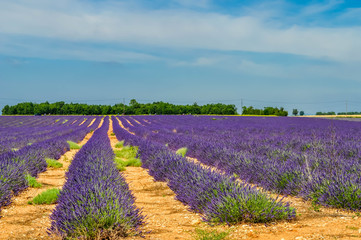 Obraz premium Lavande.