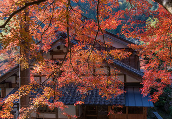 Colorful maple (momiji) leaves at Korankei, Nagoya, Japan.