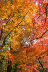 Colorful maple (momiji) leaves at Korankei, Nagoya, Japan.