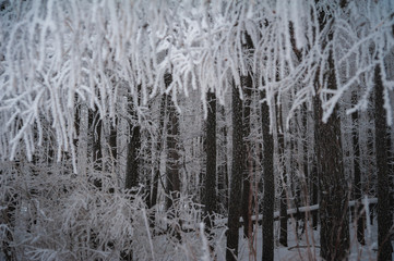 Beautiful winter snow-covered coniferous forest, Saratov, Russia. Firs, birches, branches of trees, pine needles in snow and in frost.