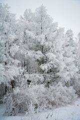 Beautiful winter snow-covered coniferous forest, Saratov, Russia. Firs, birches, branches of trees, pine needles in snow and in frost.