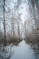 Beautiful winter snow-covered coniferous forest, Saratov, Russia. Firs, birches, branches of trees, pine needles in snow and in frost.