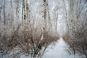 Beautiful winter snow-covered coniferous forest, Saratov, Russia. Firs, birches, branches of trees, pine needles in snow and in frost.